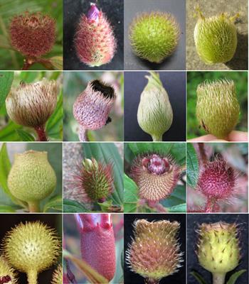 Chromosomal-level genome assembly of Melastoma candidum provides insights into trichome evolution